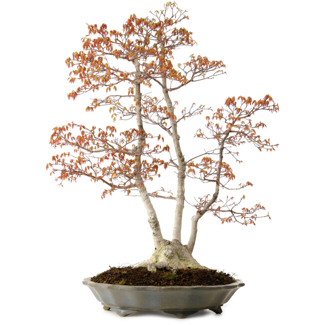 Acer palmatum, 78 cm, ± 40 años, con un nebari de 27 cm