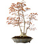 Acer palmatum, 78 cm, ± 40 years old, with a nebari of 27 cm