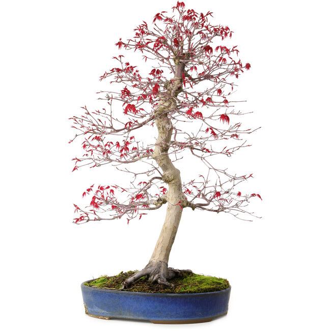 Acer palmatum deshojo, 52 cm, ± 20 jaar oud, met een nebari van 10 cm