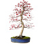 Acer palmatum deshojo, 52 cm, ± 20 years old, with a nebari of 10 cm