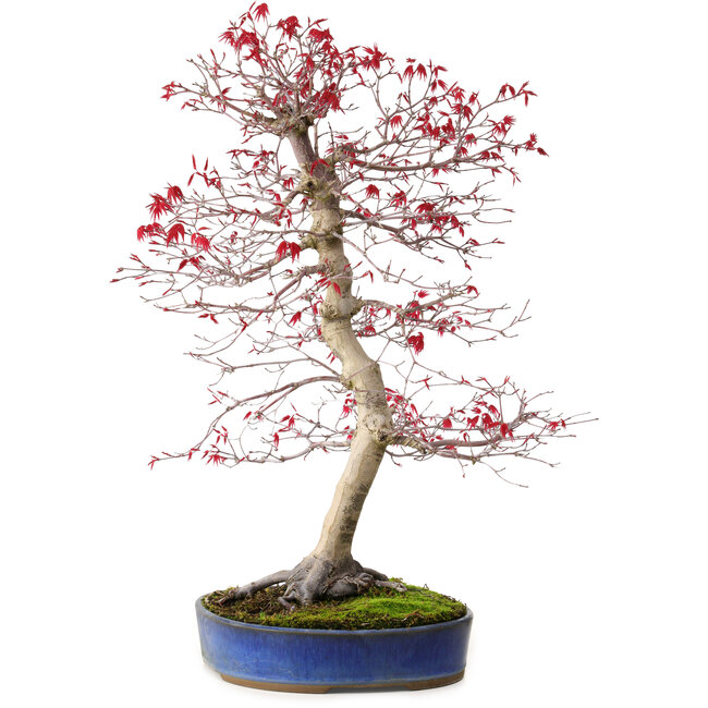Acer palmatum deshojo, 52 cm, ± 20 años, con un nebari de 10 cm