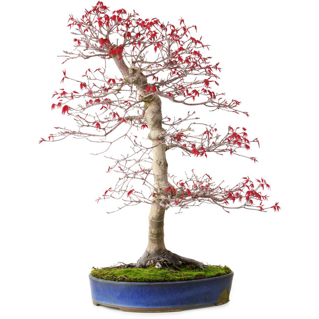 Acer palmatum deshojo, 52 cm, ± 20 años, con un nebari de 10 cm