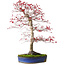 Acer palmatum deshojo, 52 cm, ca. 20 Jahre alt, mit einem Wurzelhals von 10 cm
