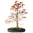 Acer palmatum, 52 cm, ca. 20 Jahre alt, mit einem Wurzelhals von 12 cm