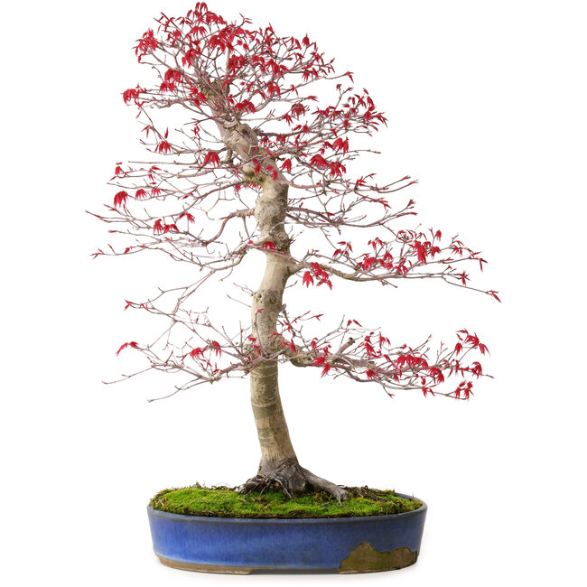 Acer palmatum deshojo, 52 cm, ± 20 años, con un nebari de 10 cm