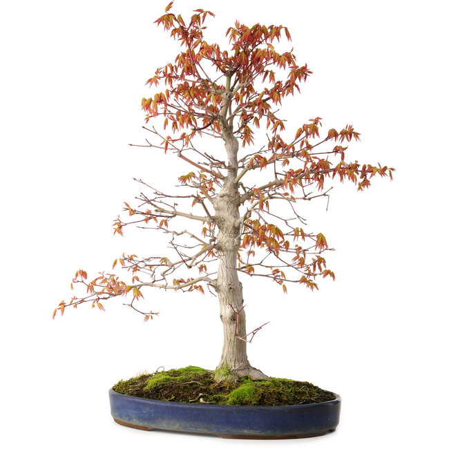 Acer palmatum, 52 cm, ± 20 años, con un nebari de 12 cm