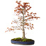 Acer palmatum, 52 cm, ± 20 years old, with a nebari of 12 cm