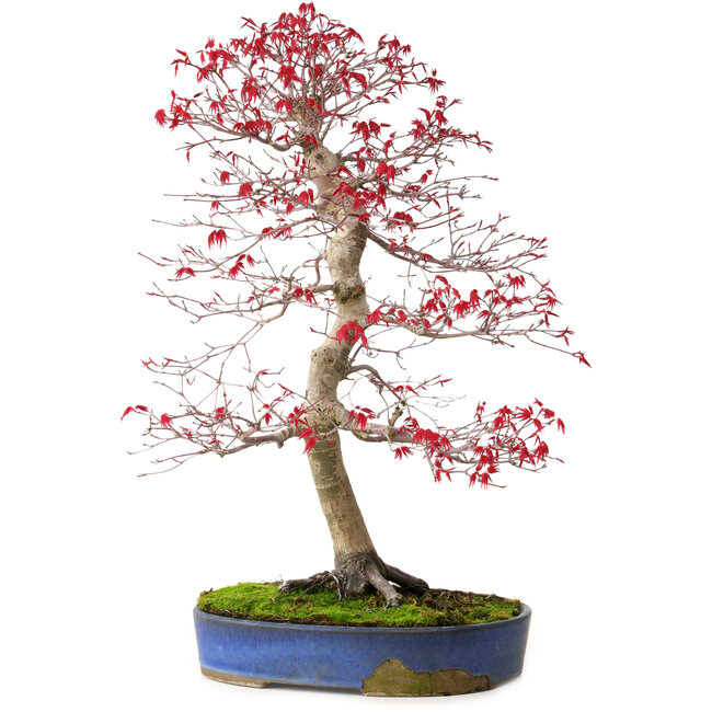 Acer palmatum deshojo, 52 cm, ± 20 años, con un nebari de 10 cm