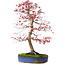 Acer palmatum deshojo, 52 cm, ± 20 años, con un nebari de 10 cm