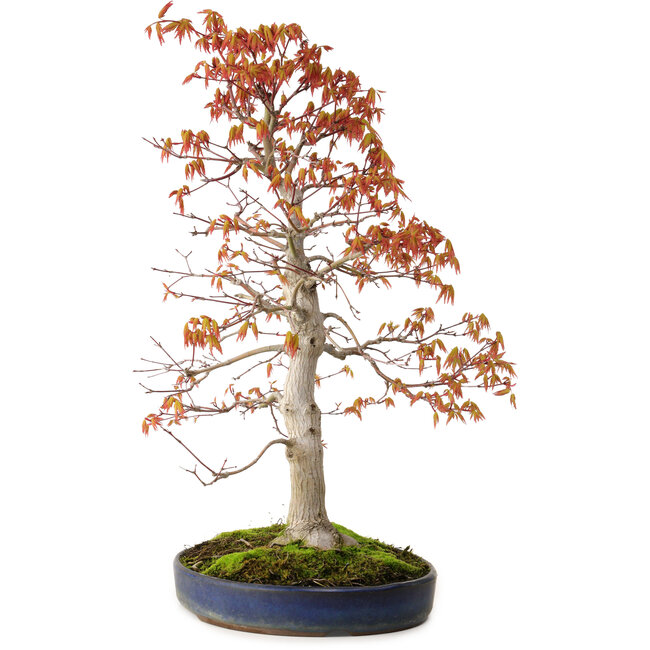 Acer palmatum, 52 cm, ± 20 años, con un nebari de 12 cm