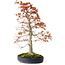 Acer palmatum, 52 cm, ± 20 years old, with a nebari of 12 cm