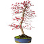 Acer palmatum deshojo, 52 cm, ca. 20 Jahre alt, mit einem Wurzelhals von 10 cm