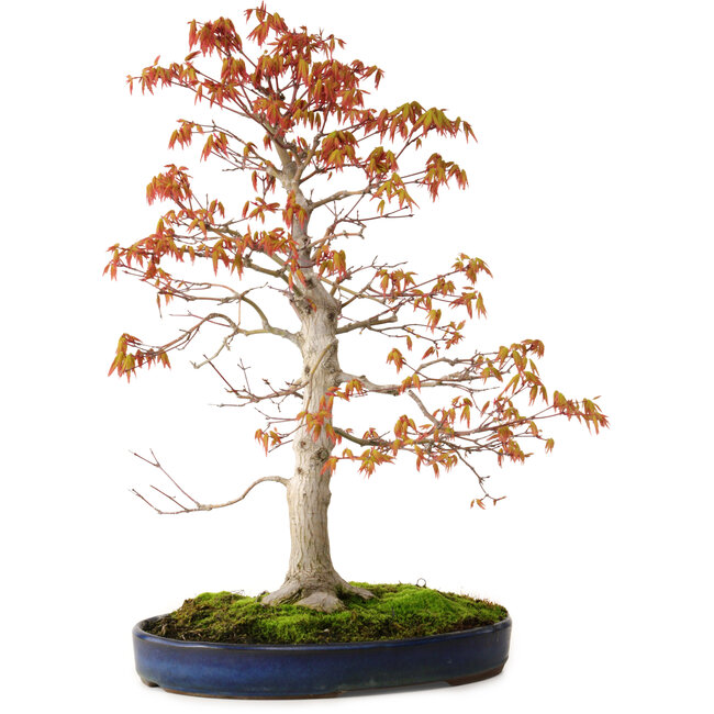 Acer palmatum, 52 cm, ca. 20 Jahre alt, mit einem Wurzelhals von 12 cm