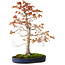 Acer palmatum, 52 cm, ± 20 years old, with a nebari of 12 cm