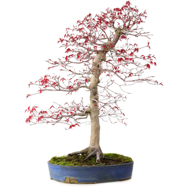 Acer palmatum deshojo, 52 cm, ± 20 years old, with a nebari of 10 cm