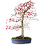 Acer palmatum deshojo, 52 cm, ca. 20 Jahre alt, mit einem Wurzelhals von 10 cm