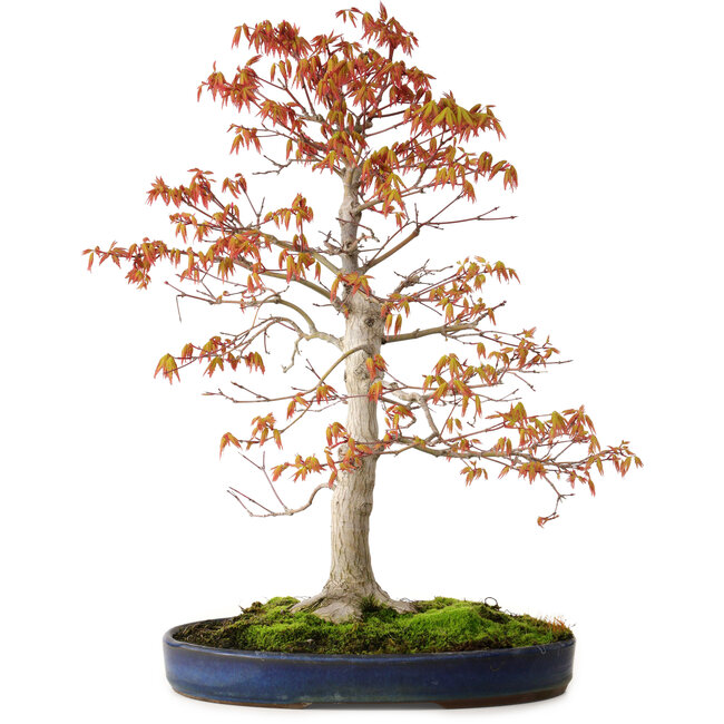 Acer palmatum, 52 cm, ± 20 anni, con nebari di 12 cm