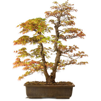 Acer palmatum, 73 cm, ± 30 Jahre alt