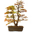 Acer palmatum, 73 cm, ± 30 anni, con nebari di 14 cm