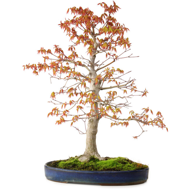 Acer palmatum, 52 cm, ca. 20 Jahre alt, mit einem Wurzelhals von 12 cm
