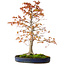 Acer palmatum, 52 cm, ± 20 ans, avec un nebari de 12 cm