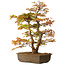 Acer palmatum, 73 cm, ± 30 jaar oud, met een nebari van 14 cm