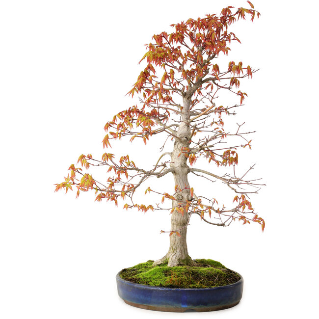 Acer palmatum, 52 cm, ± 20 anni, con nebari di 12 cm
