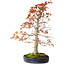 Acer palmatum, 52 cm, ca. 20 Jahre alt, mit einem Wurzelhals von 12 cm