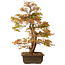 Acer palmatum, 73 cm, ± 30 jaar oud, met een nebari van 14 cm
