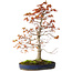 Acer palmatum, 52 cm, ± 20 years old, with a nebari of 12 cm