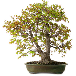 Acer palmatum, 68 cm, ± 40 jaar oud