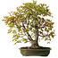 Acer palmatum, 68 cm, ± 40 Jahre alt, mit einem Wurzelhals von 27 cm