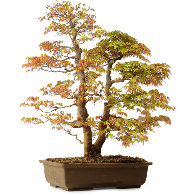 Acer palmatum, 73 cm, ± 30 years old, with a nebari of 14 cm