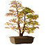 Acer palmatum, 73 cm, ± 30 años, con un nebari de 14 cm