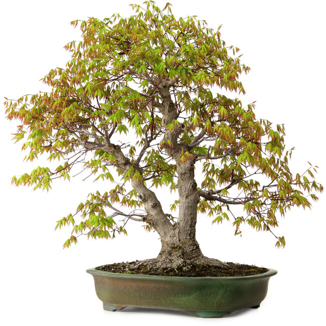 Acer palmatum, 68 cm, ± 40 anni, con nebari di 27 cm