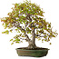 Acer palmatum, 68 cm, ± 40 anni, con nebari di 27 cm