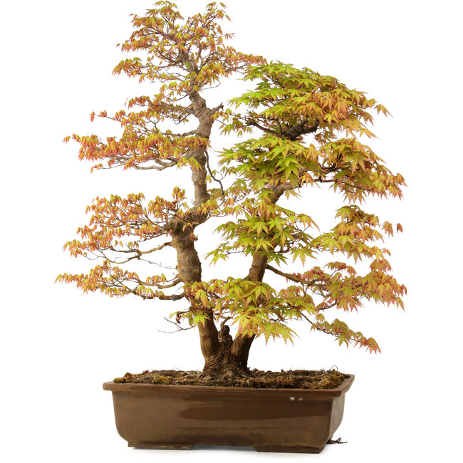 Acer palmatum, 73 cm, ca. 30 Jahre alt, mit einem Wurzelhals von 14 cm