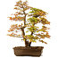Acer palmatum, 73 cm, ca. 30 Jahre alt, mit einem Wurzelhals von 14 cm