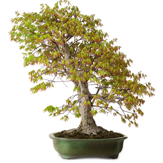 Acer palmatum, 68 cm, ± 40 years old, with a nebari of 27 cm