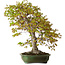 Acer palmatum, 68 cm, ± 40 años, con un nebari de 27 cm