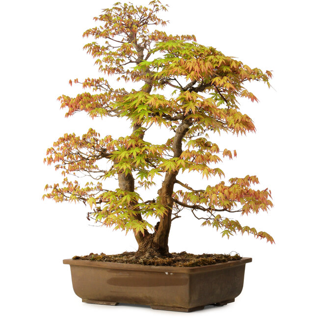 Acer palmatum, 73 cm, ± 30 años, con un nebari de 14 cm