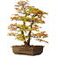 Acer palmatum, 73 cm, ± 30 anni, con nebari di 14 cm
