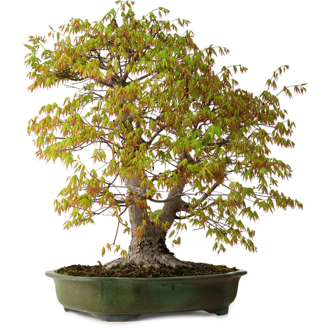 Acer palmatum, 68 cm, ± 40 anni, con nebari di 27 cm