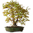 Acer palmatum, 68 cm, ± 40 ans, avec un nebari de 27 cm