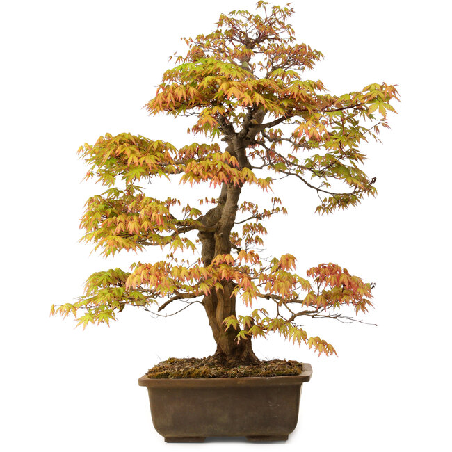 Acer palmatum, 73 cm, ± 30 jaar oud, met een nebari van 14 cm