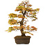 Acer palmatum, 73 cm, ± 30 anni, con nebari di 14 cm