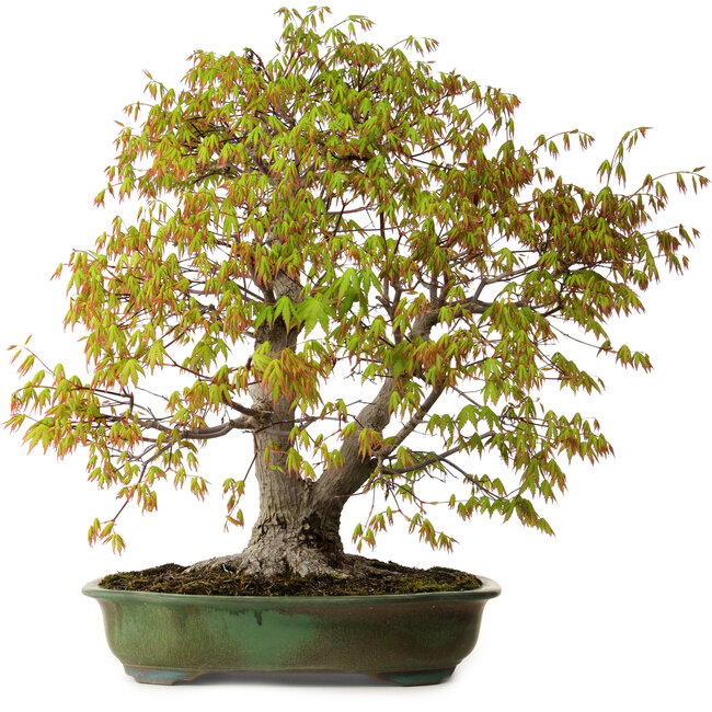 Acer palmatum, 68 cm, ± 40 anni, con nebari di 27 cm