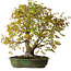 Acer palmatum, 68 cm, ± 40 años, con un nebari de 27 cm