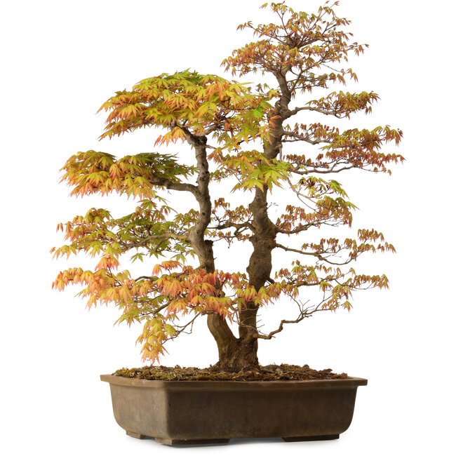 Acer palmatum, 73 cm, ca. 30 Jahre alt, mit einem Wurzelhals von 14 cm