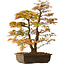 Acer palmatum, 73 cm, ± 30 jaar oud, met een nebari van 14 cm
